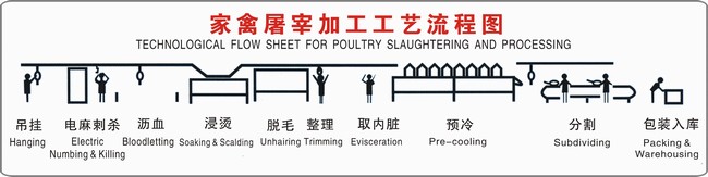 高自動化屠宰設(shè)備家禽屠宰加工工藝流程（圖）